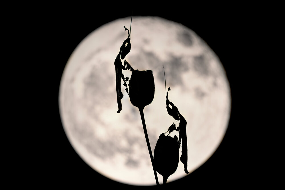 Photograph by Sara Jazbar