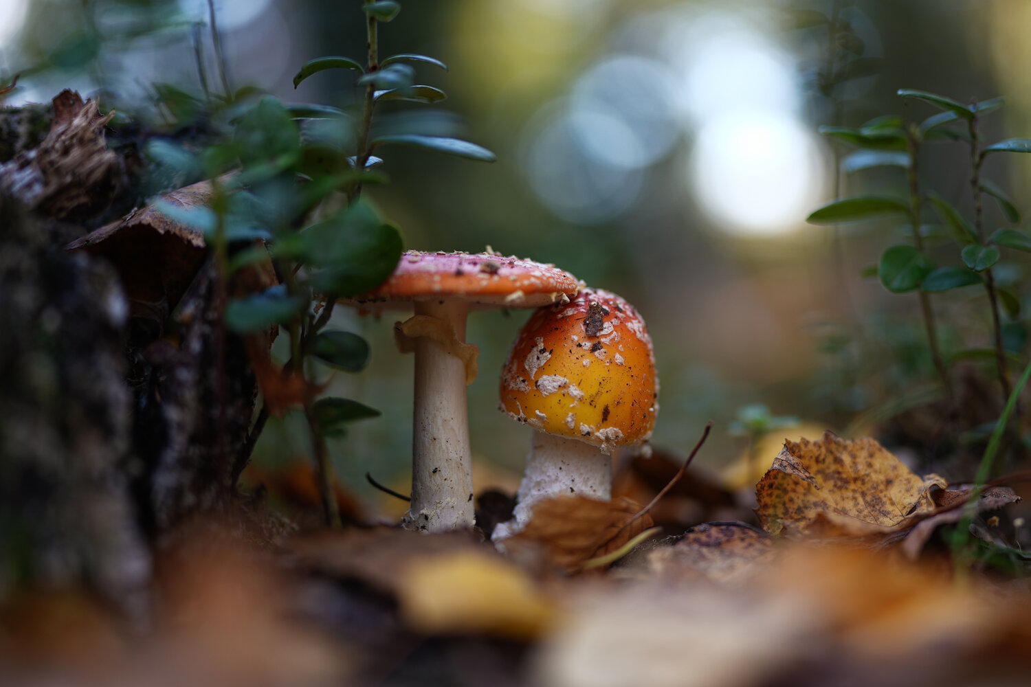 Photo #13939453