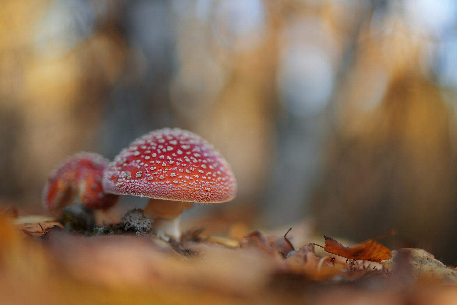 Photo #13939480