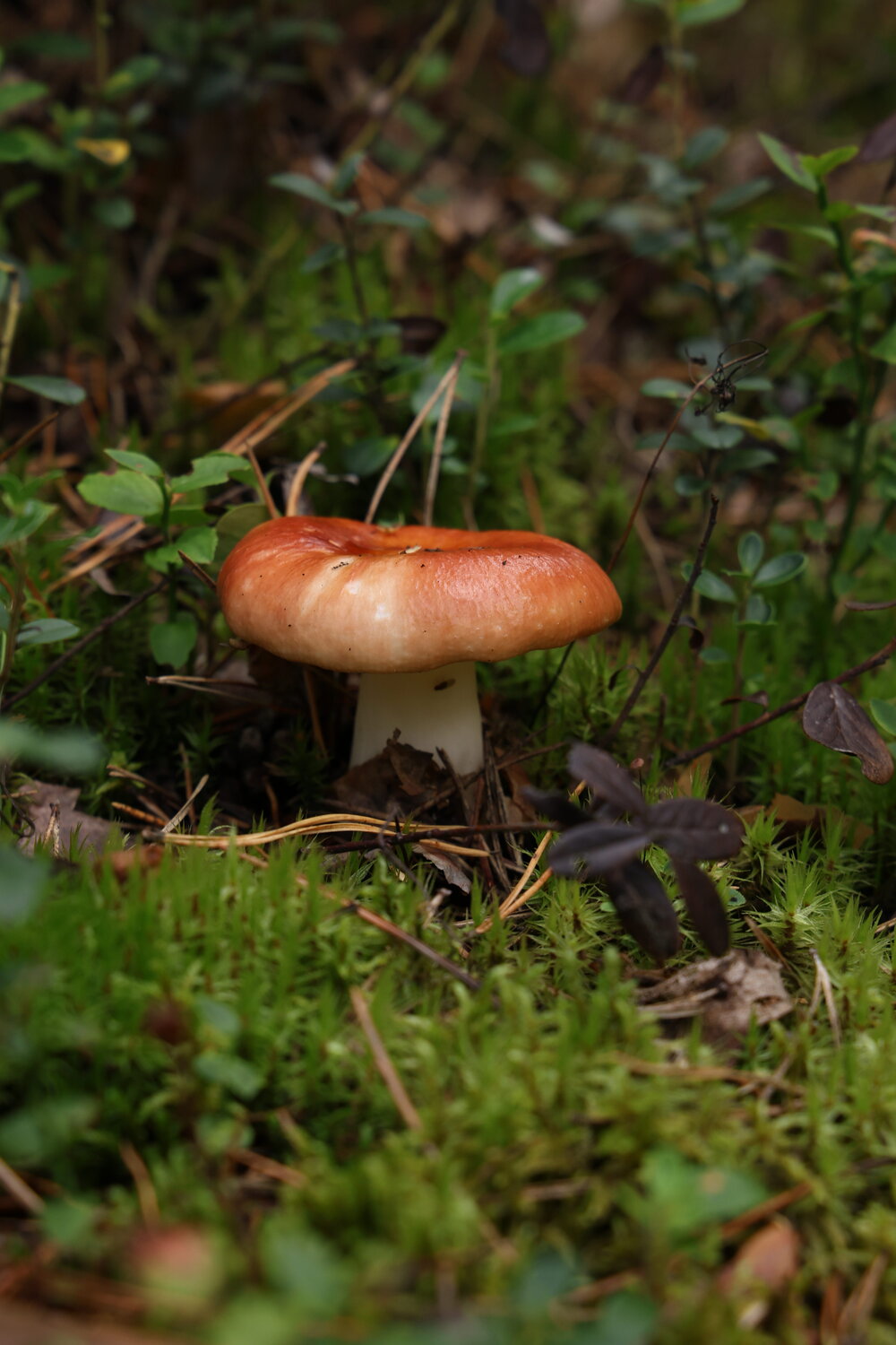 Photo #13939638