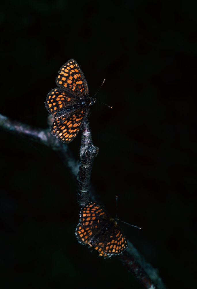 Photograph by Рихард Мисан