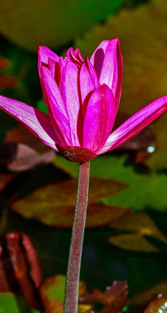 Nature flowers