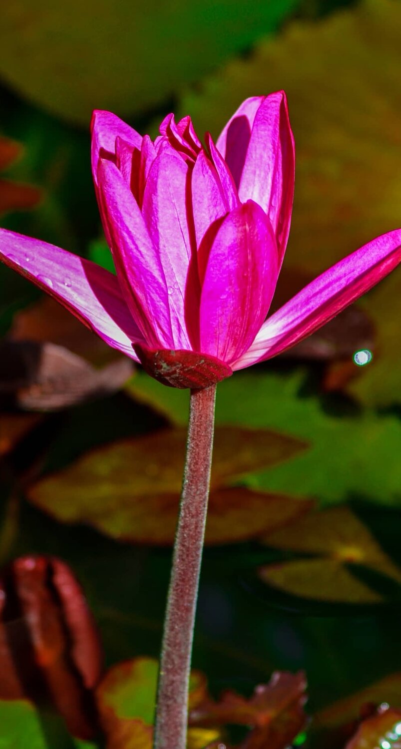 Nature flowers