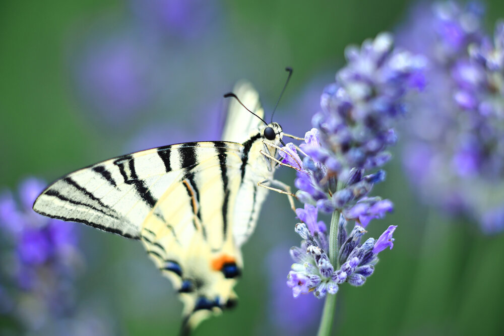 Photograph by Андрей Котенко