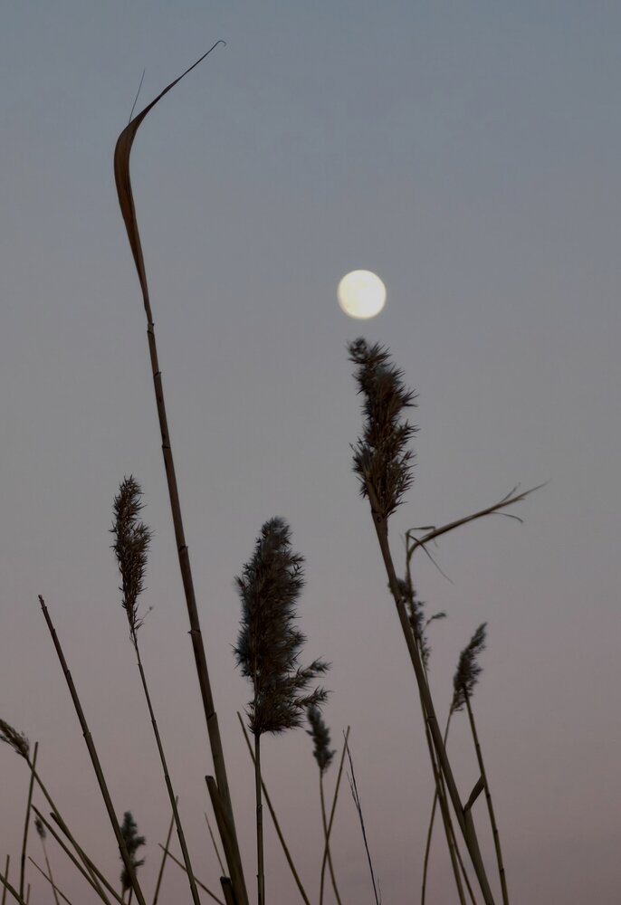 Photograph by Ульяна Кузьмина