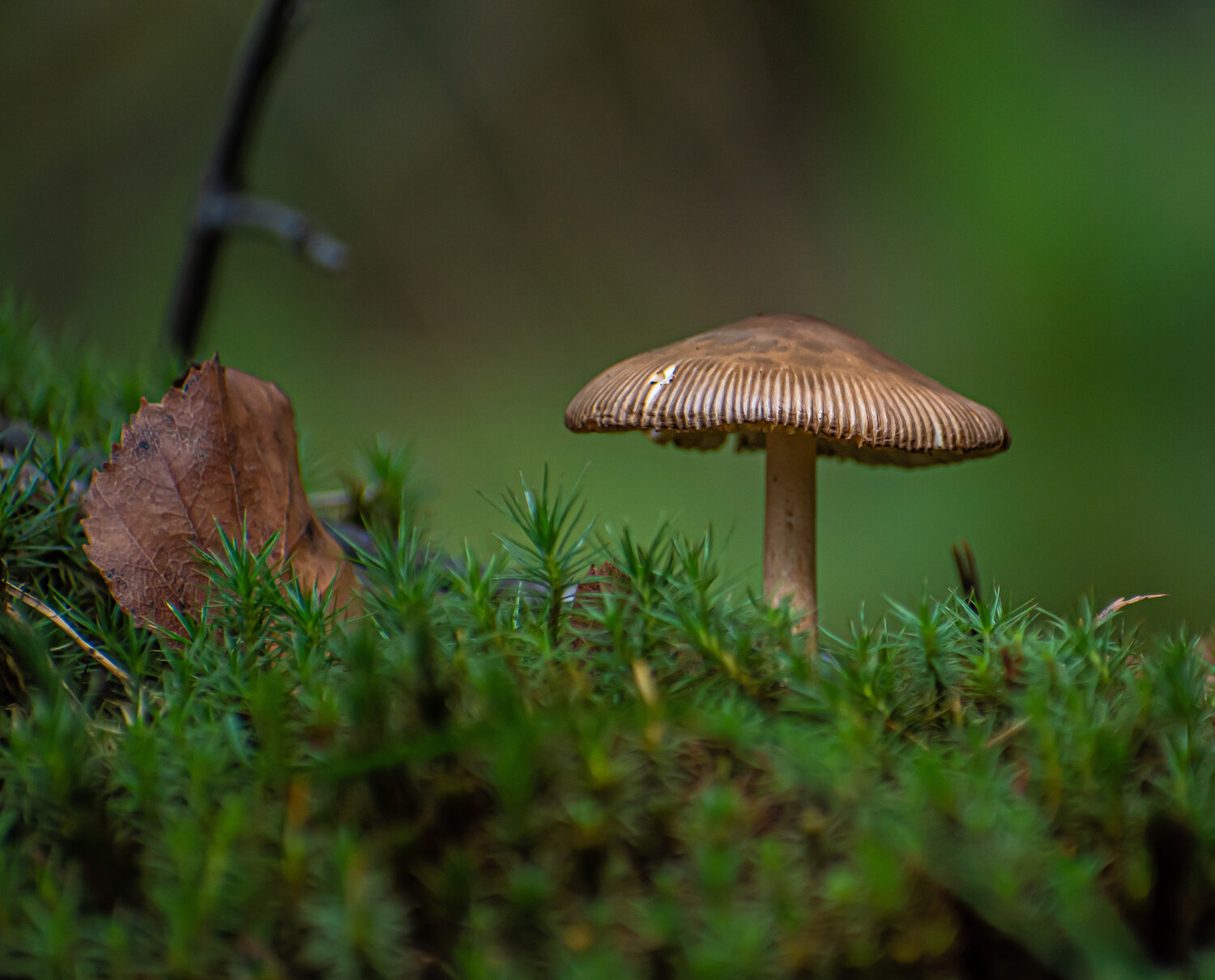 Photo #13939868