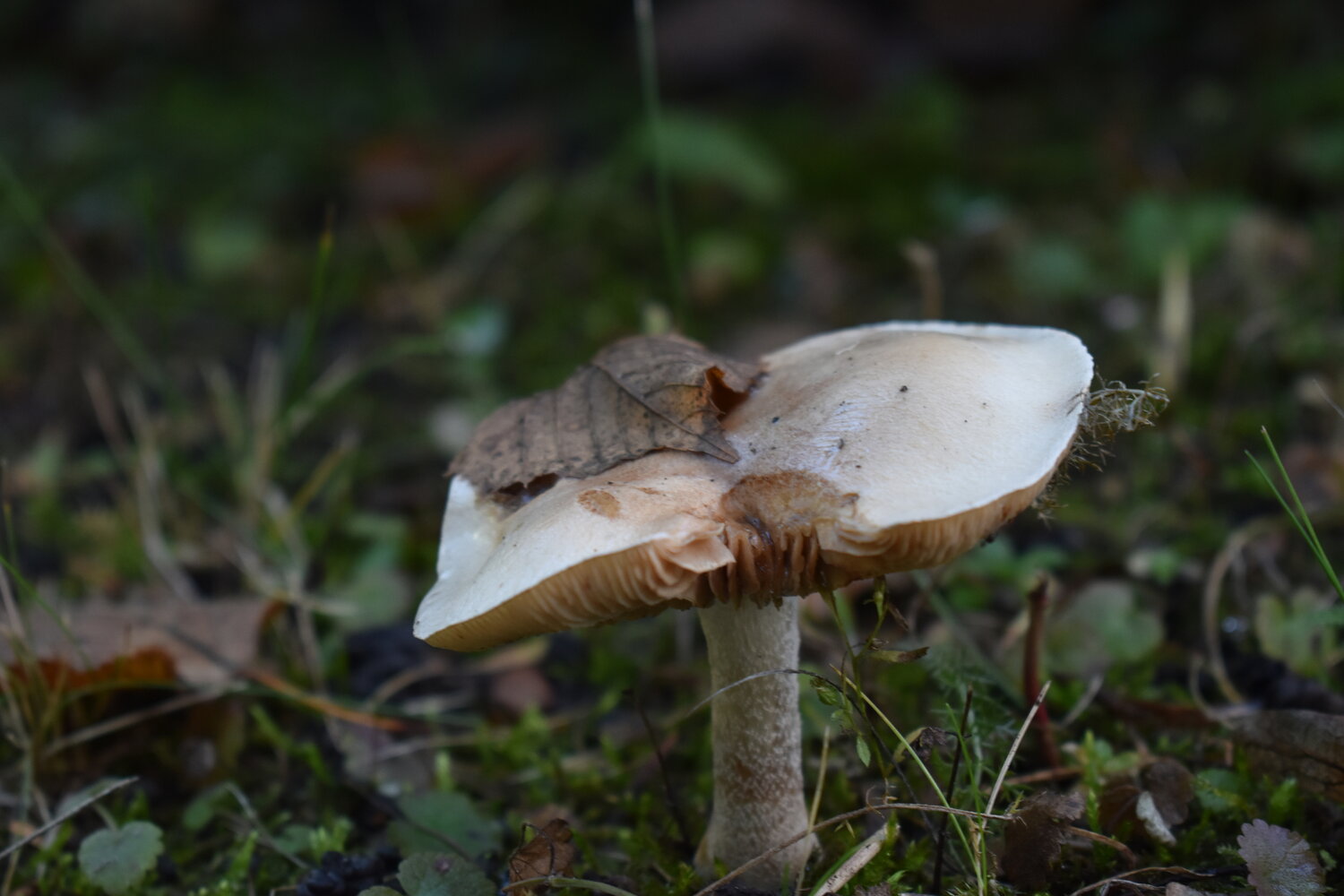 Photo #13940009
