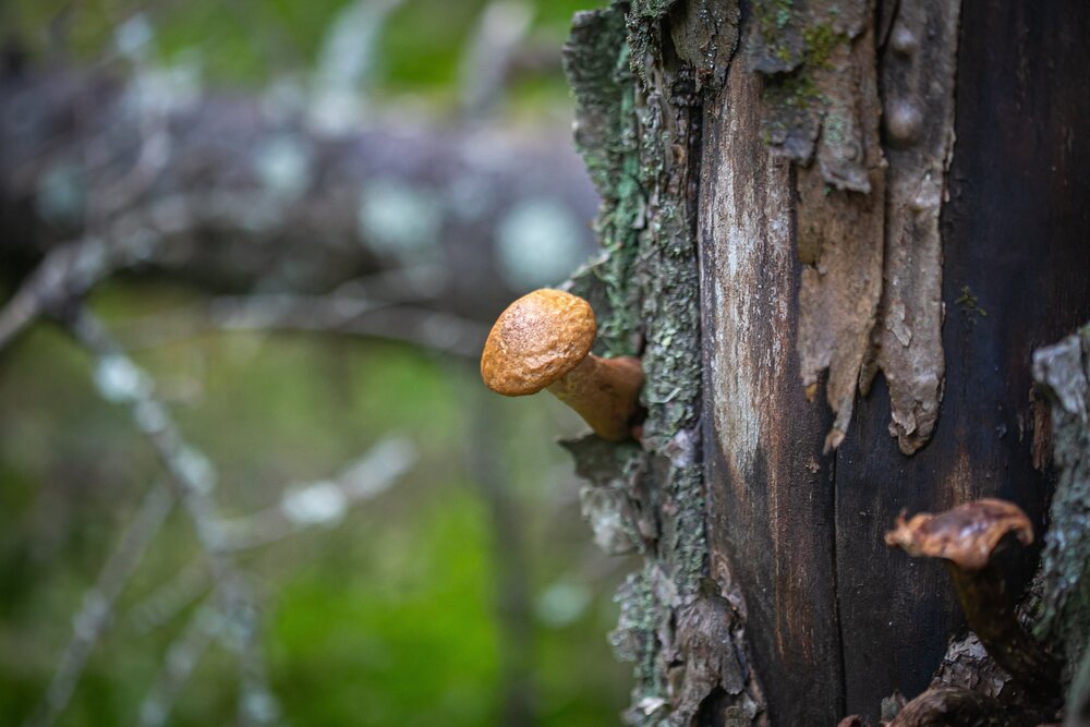 Photograph by Очева Наталья Александровна