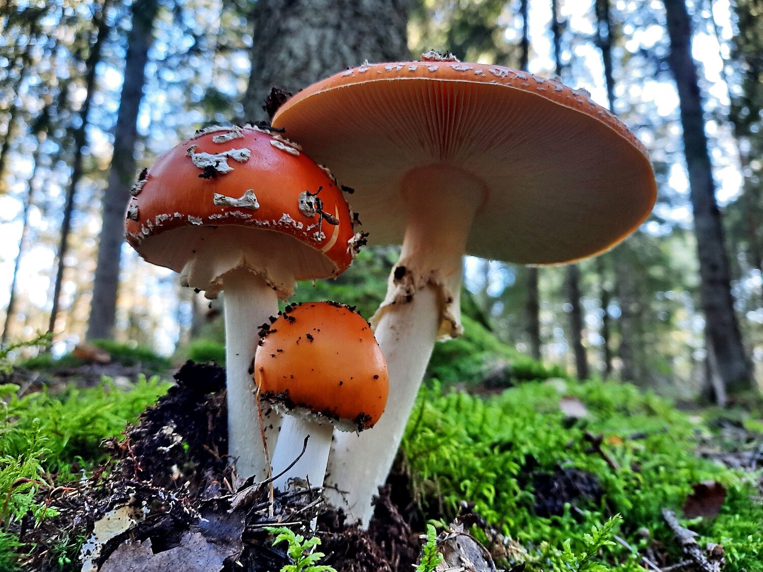 Photo #13940224
