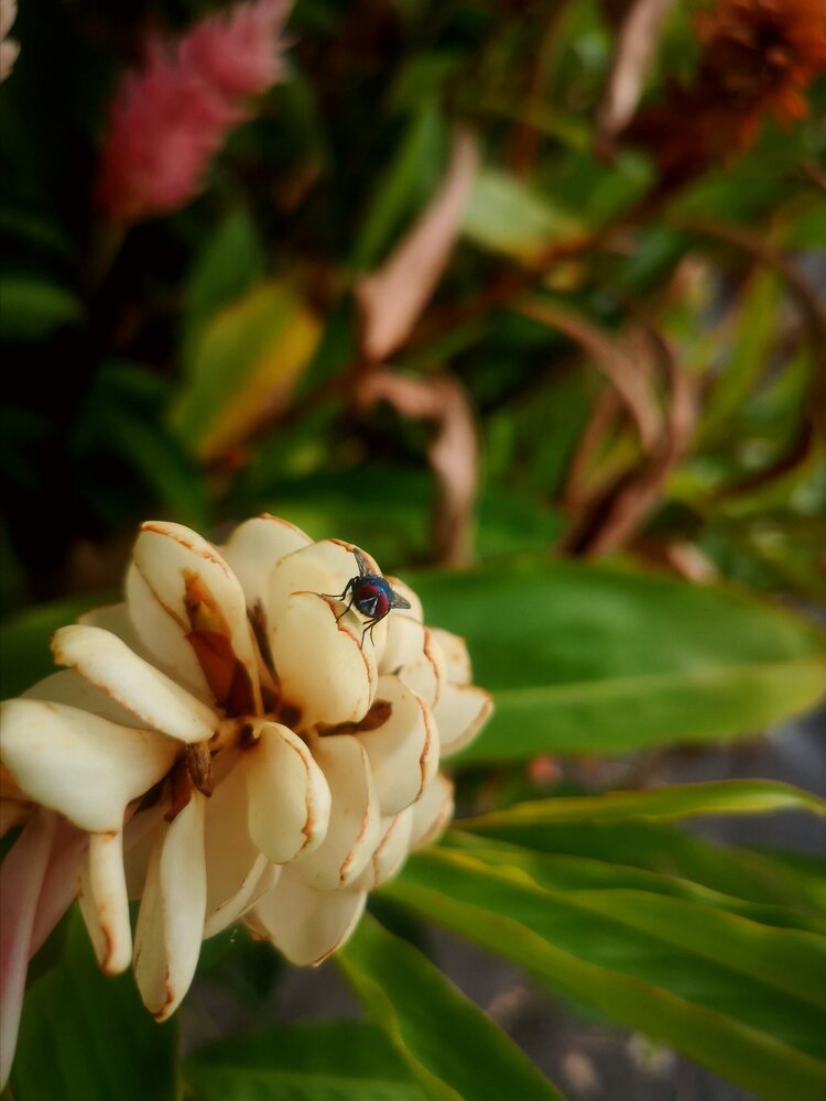 Huawei -P20