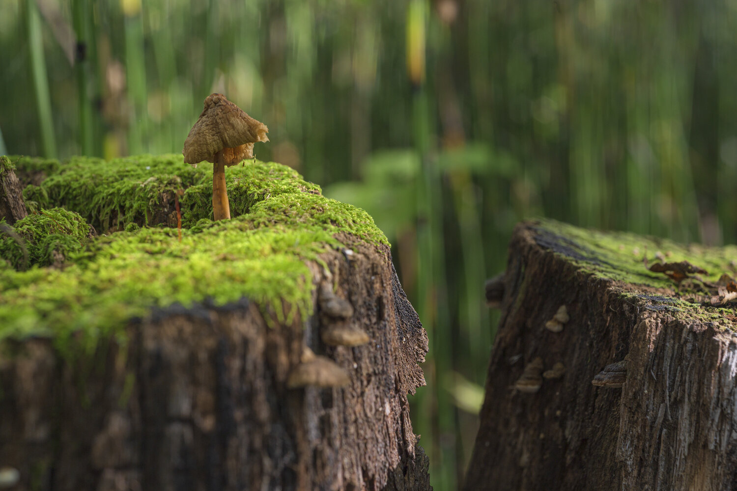 Photo #13940324