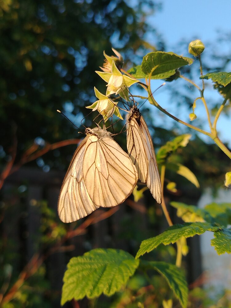 Photograph by Галина Карманова