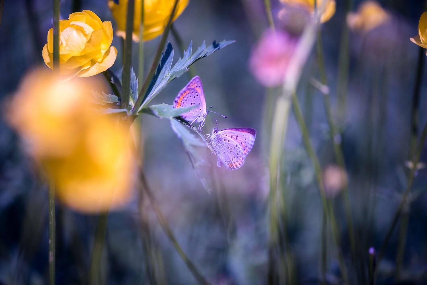 Photo #13940629