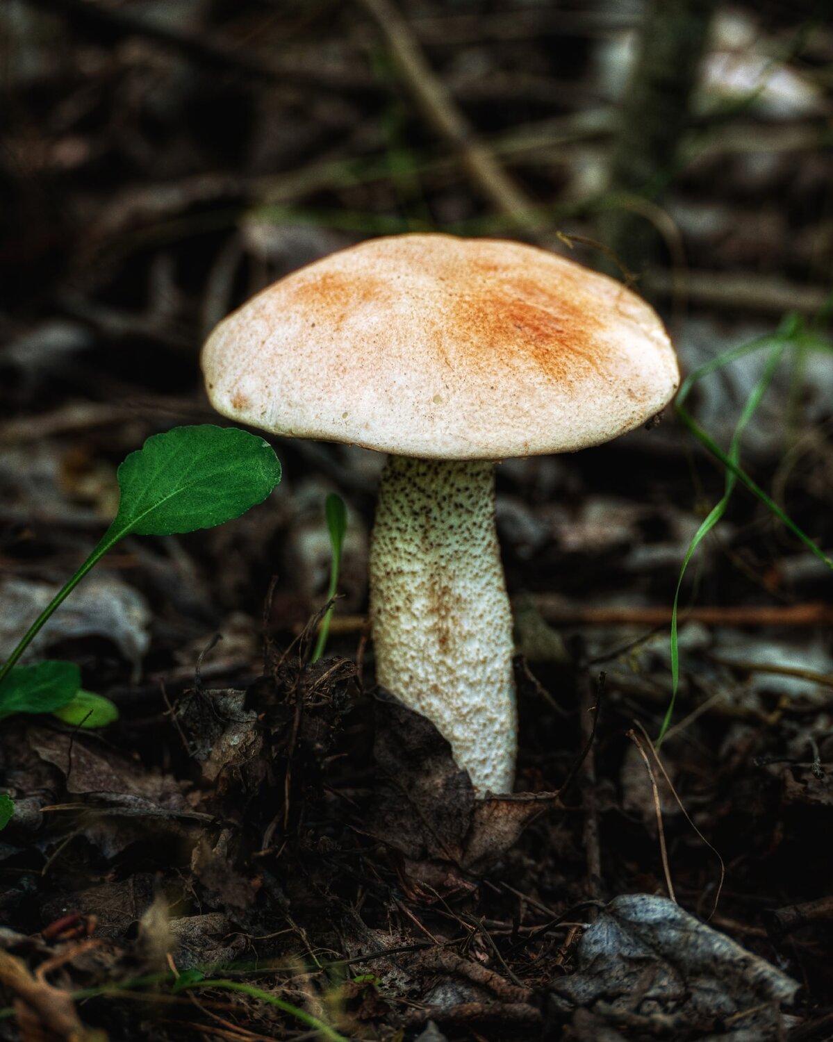 Photo #13940644