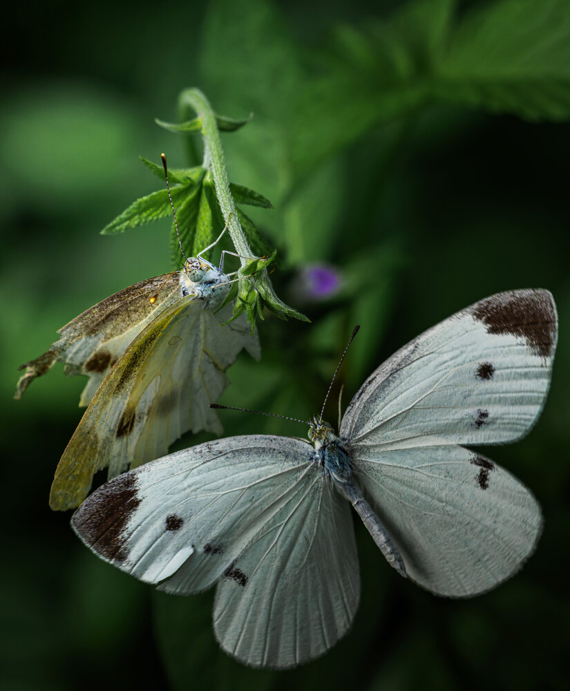 Old Wings, Young Wings
