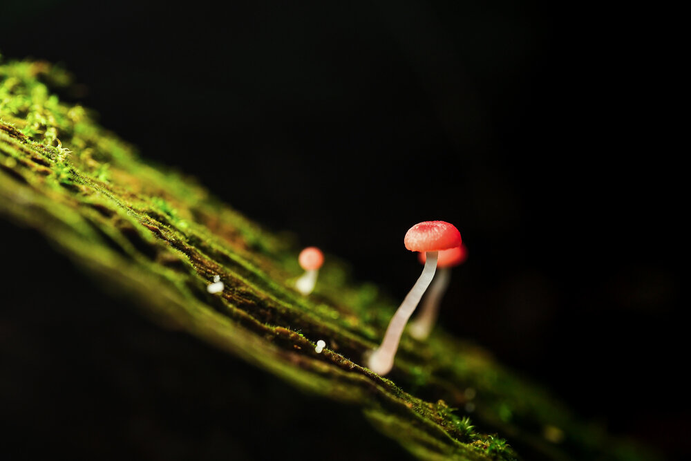 Photograph by kha nguyen