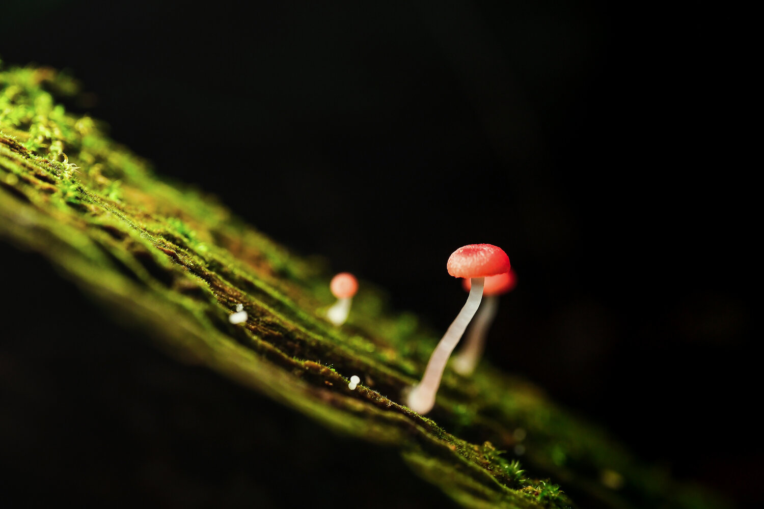 Photo #13940829