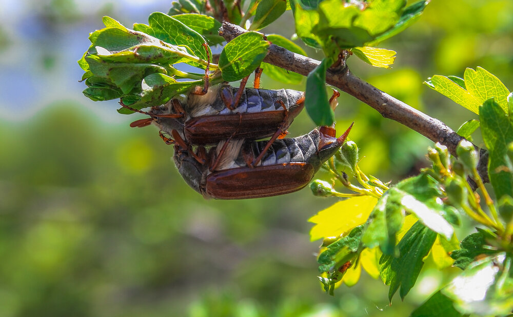 Beetle wedding