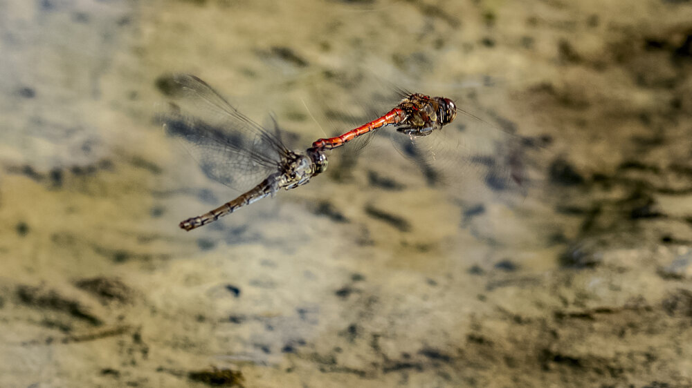 Photograph by Adriano Mugnaini