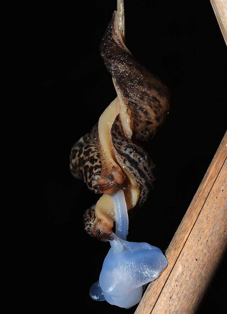 Photograph by Adriano Mugnaini