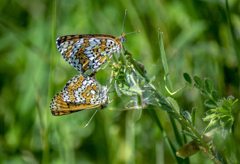 Photograph by Adriano Mugnaini