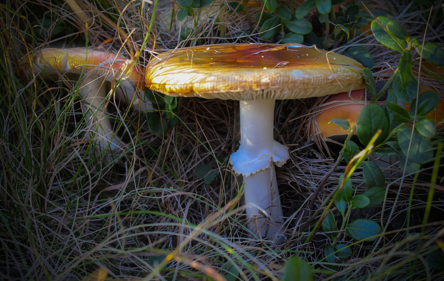 Mushrooms