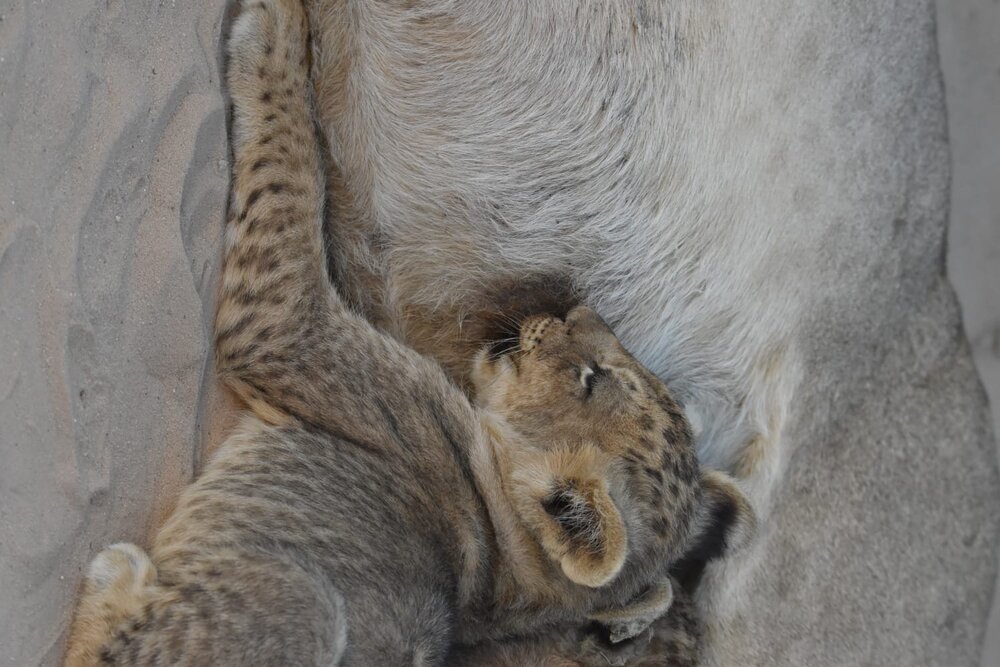 Photograph by Alexis Pienaar