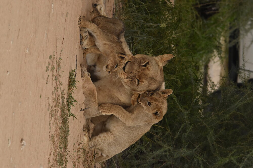 Photograph by Alexis Pienaar
