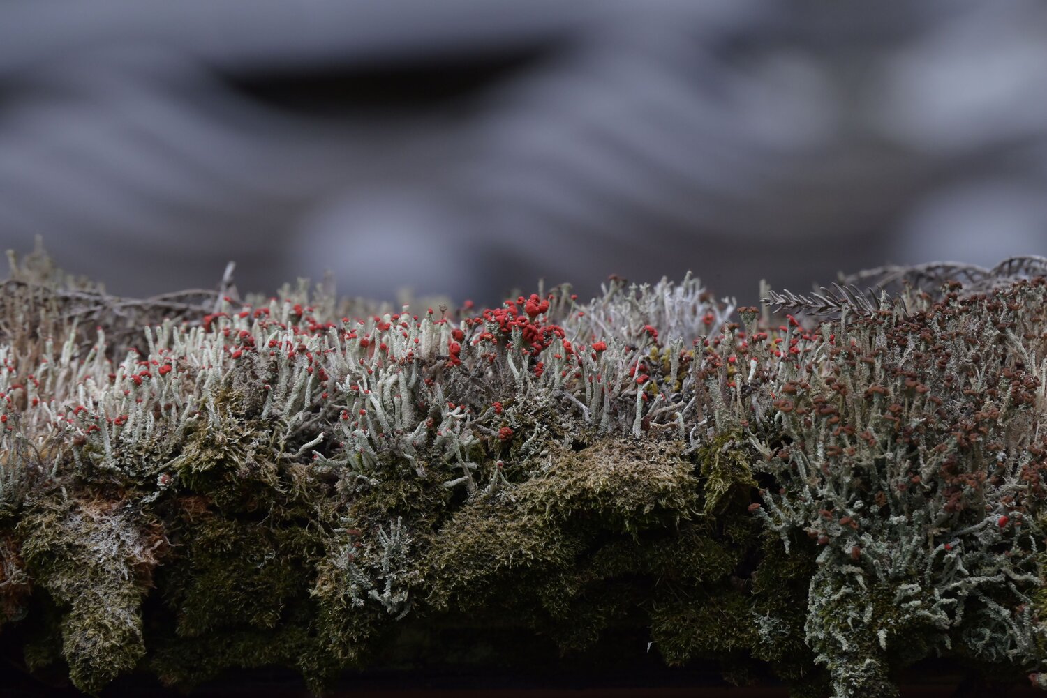 Photo #13941477