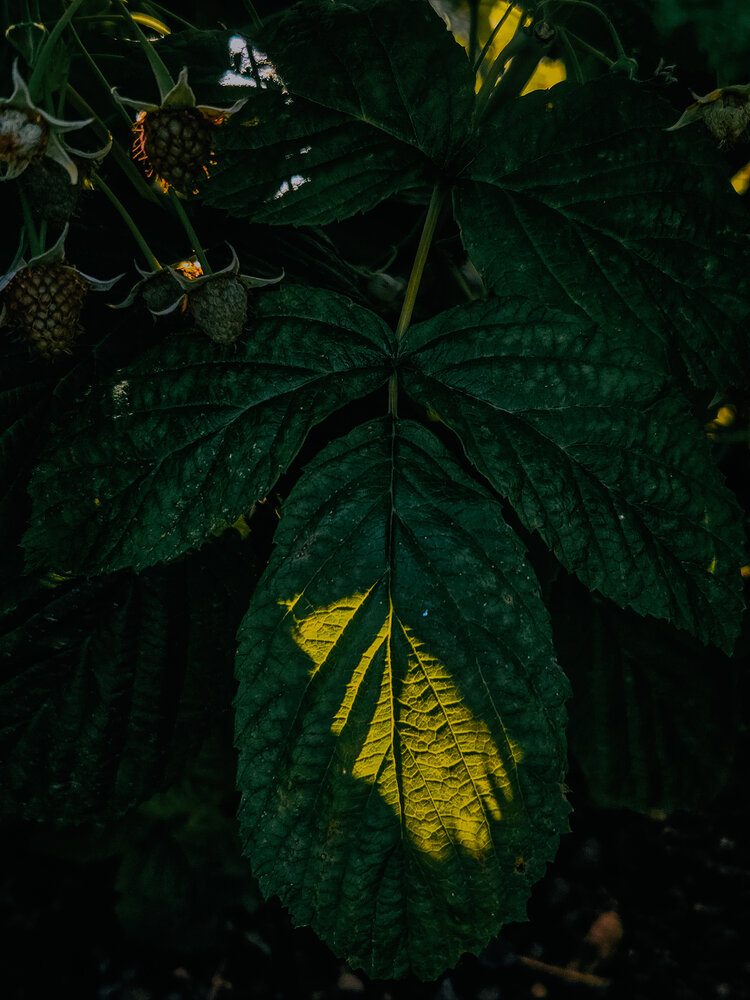 Photograph by Кристина Альшанская
