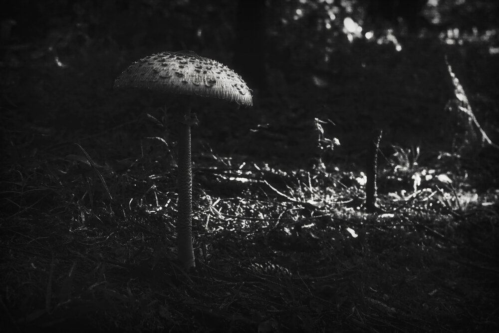 Photograph by Aleksandr Larionov