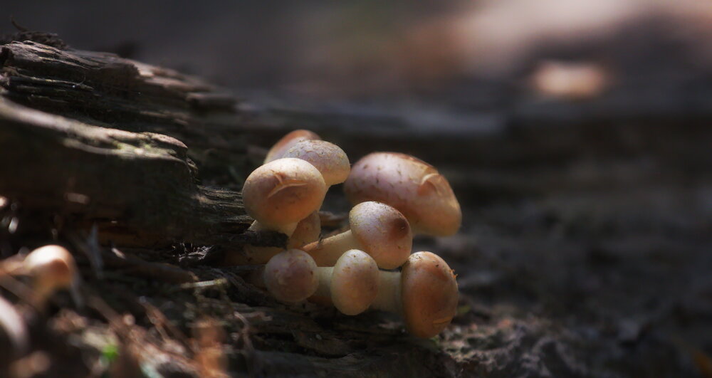 Photograph by Aleksandr Larionov