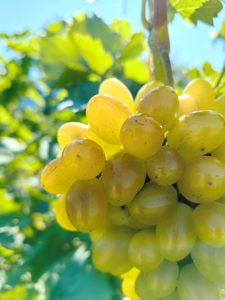 Виноград