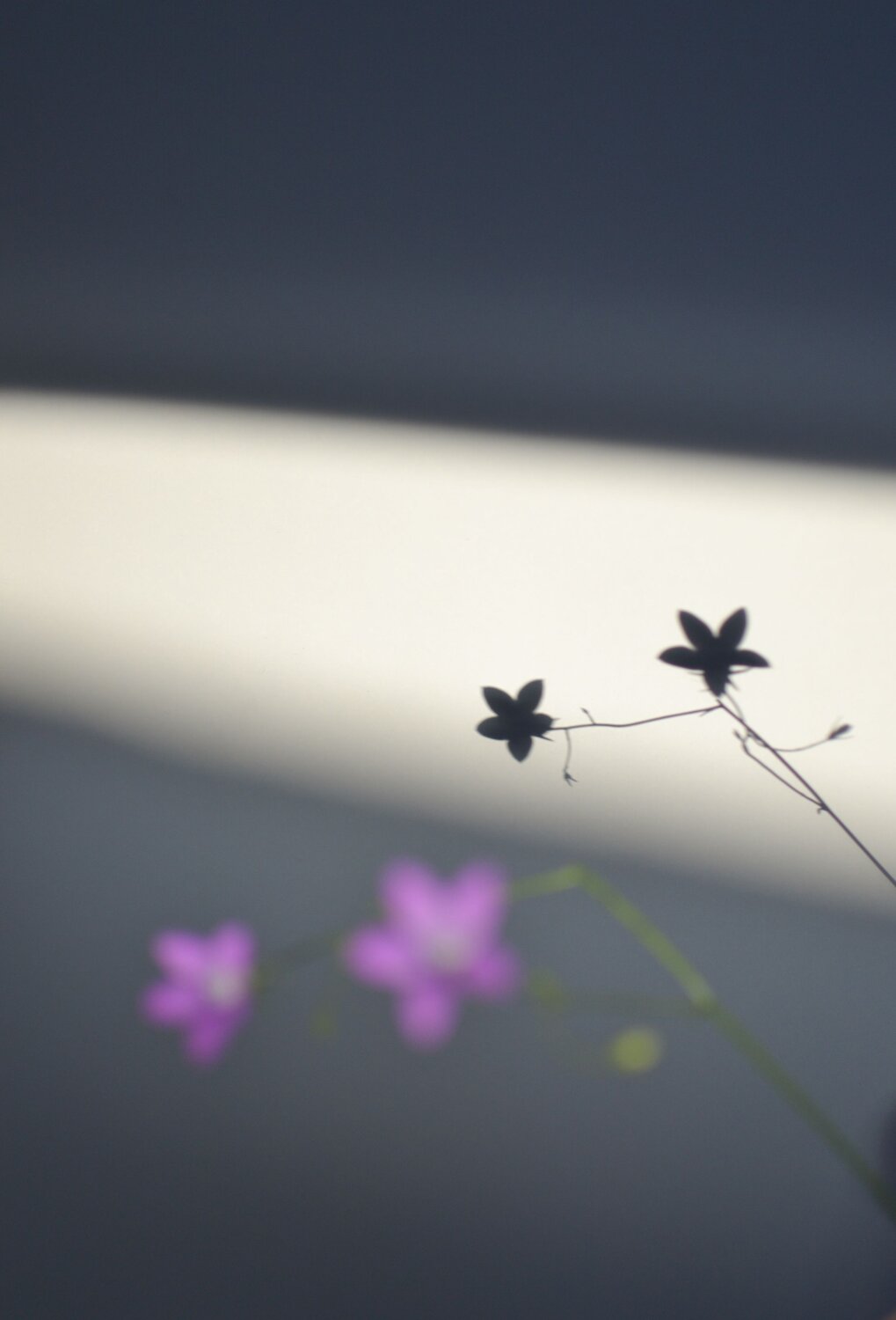Double Bloom        «Двойное цветение»