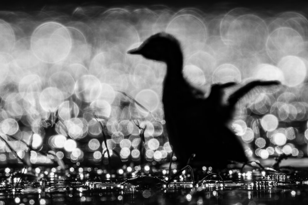 Photograph by Вера Машина
