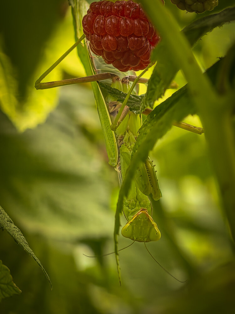 Photograph by Елена Шляхова