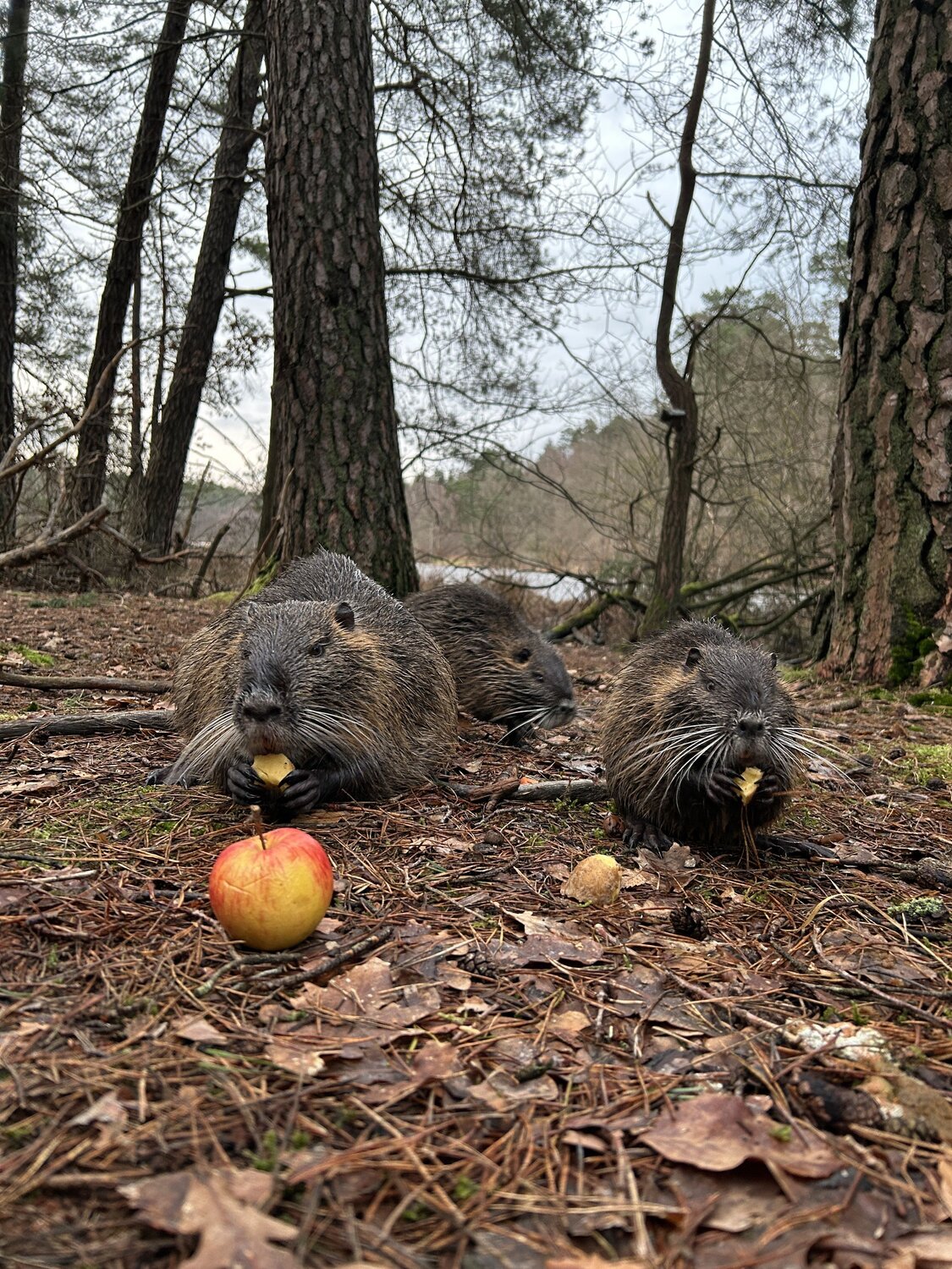 Photo #13941928