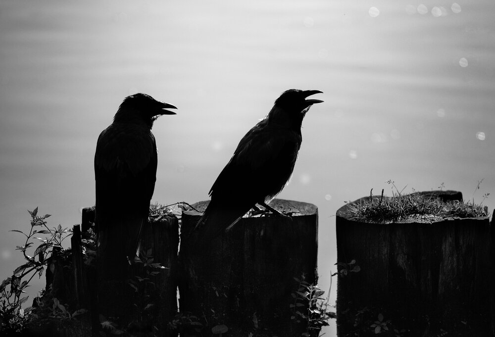 Photograph by Vera Trandina