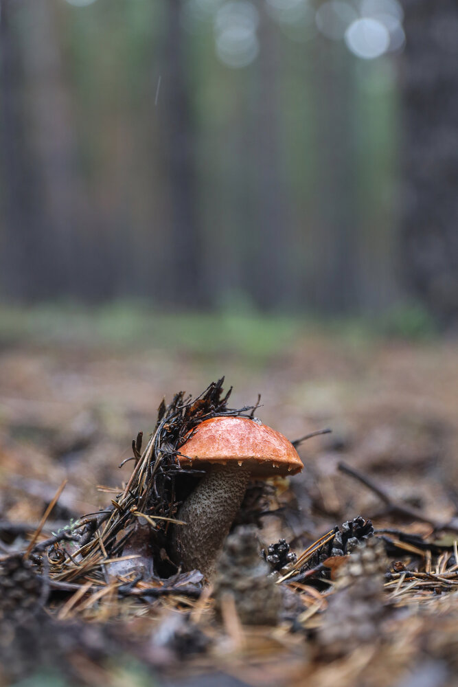 Photograph by Aleksey Maevskiy