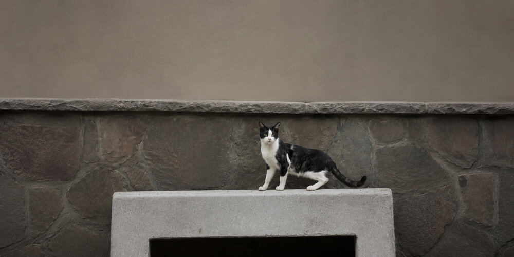Photograph by Kamyab Saraei