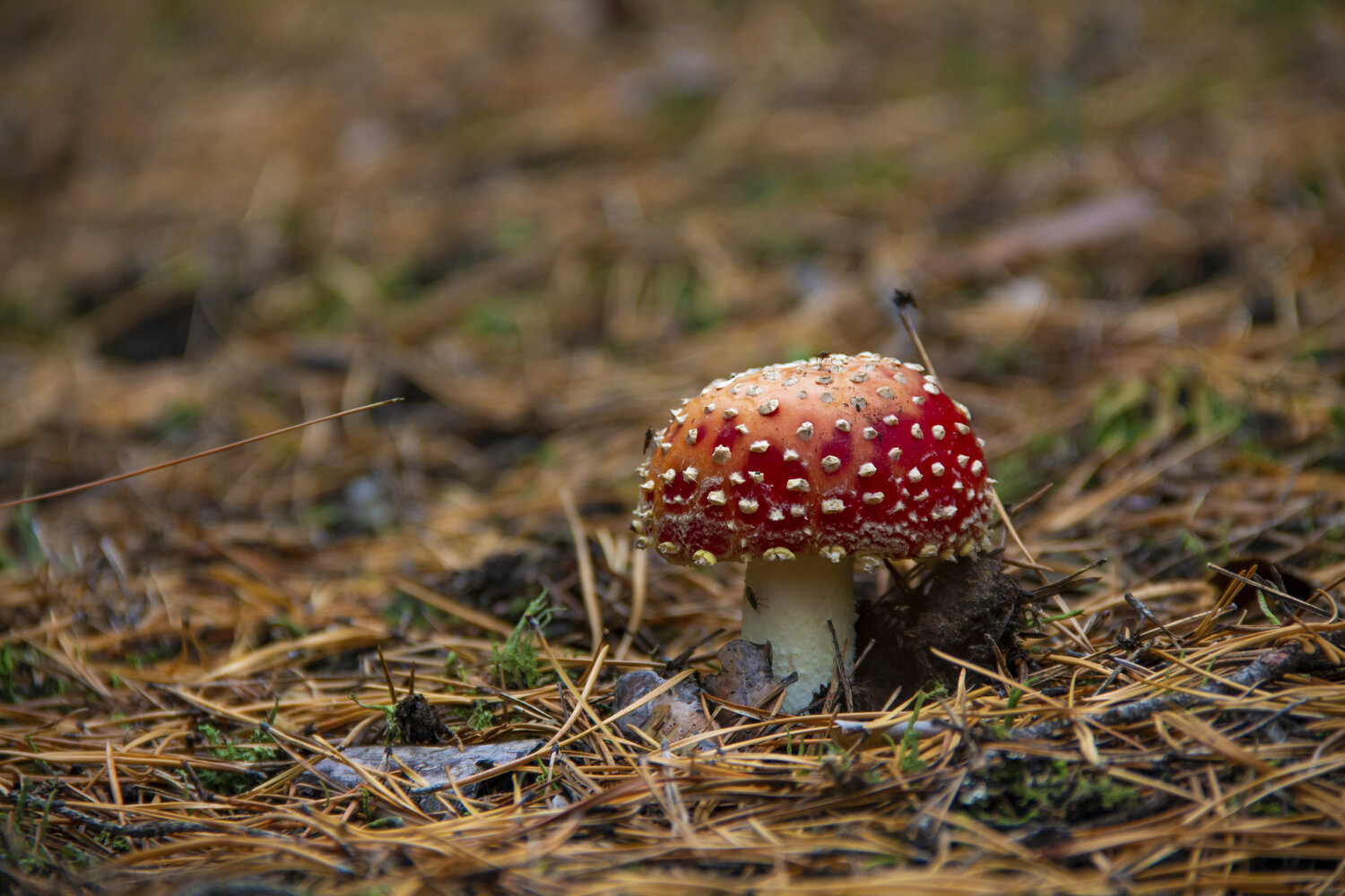 Photo #13942235