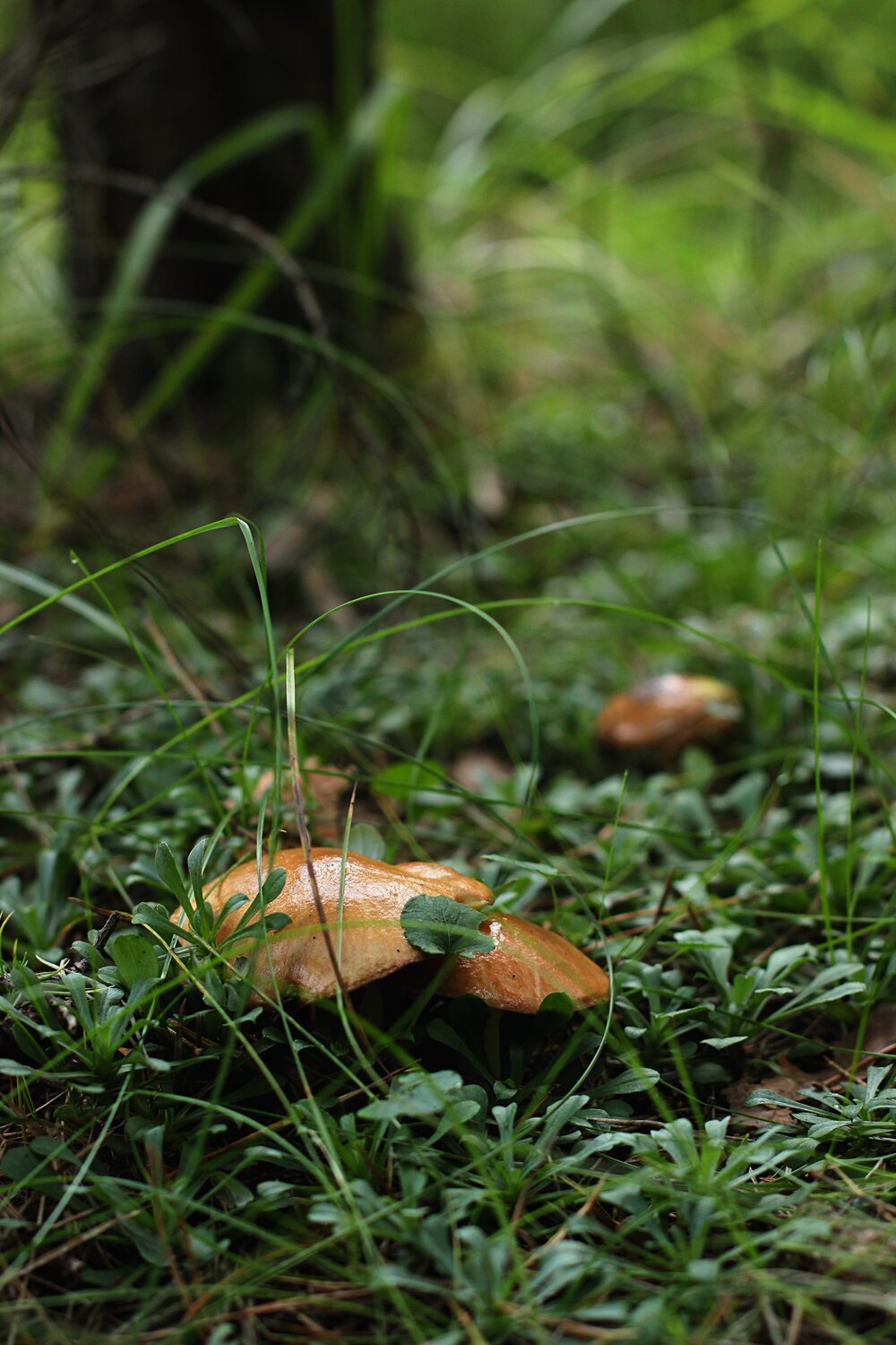 Photo #13942247