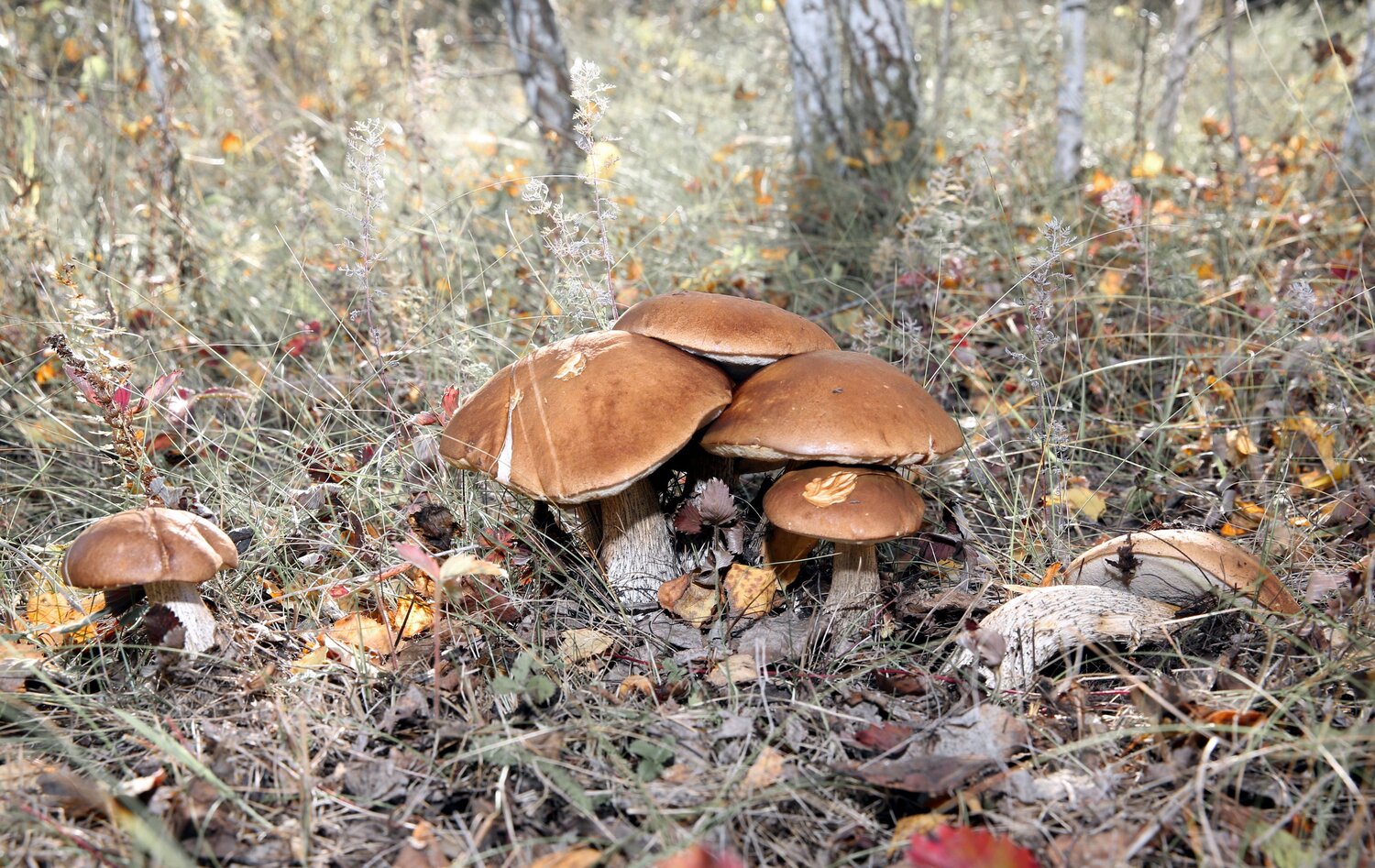 Photo #13942272