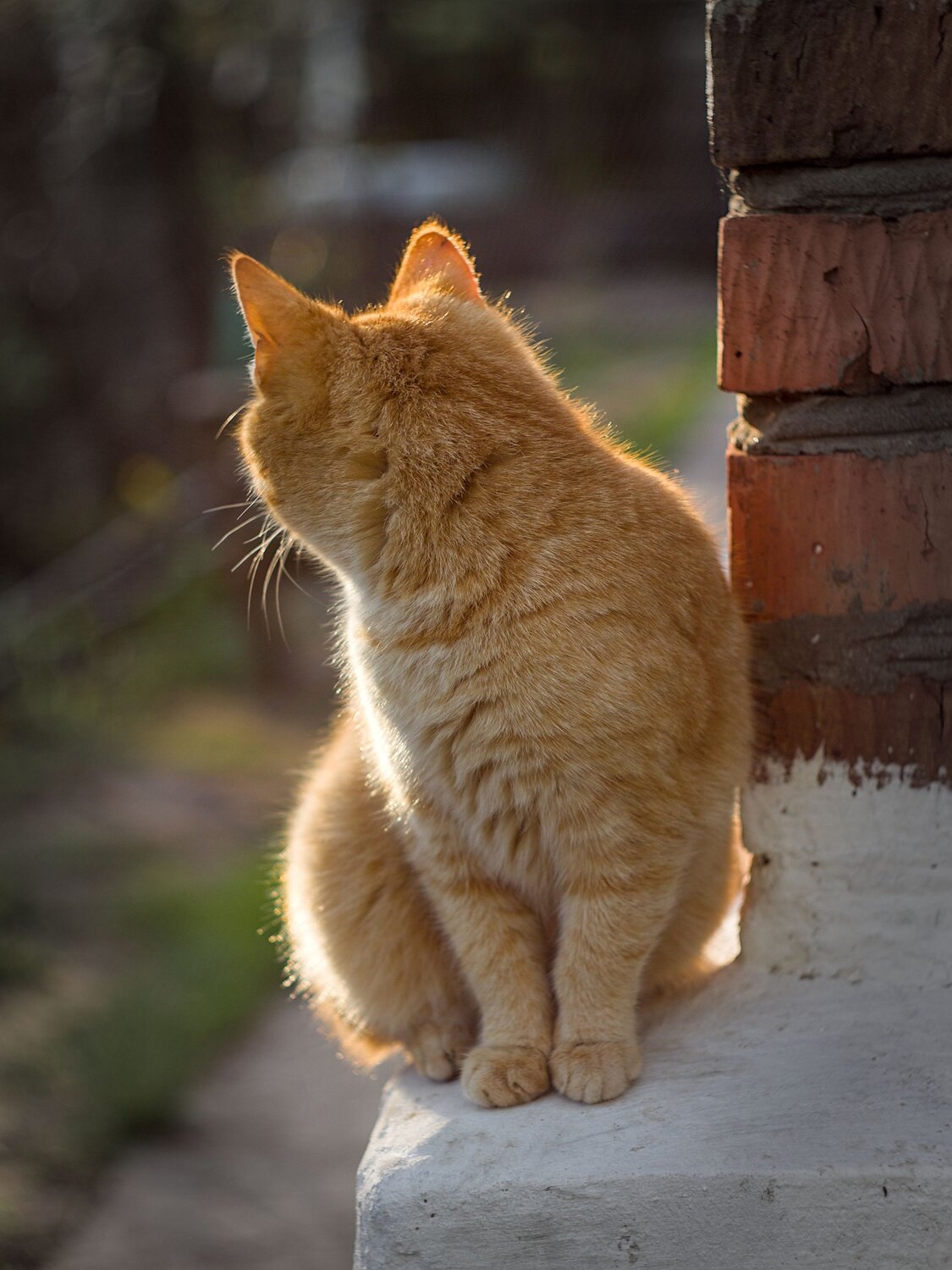 Photo #13942287