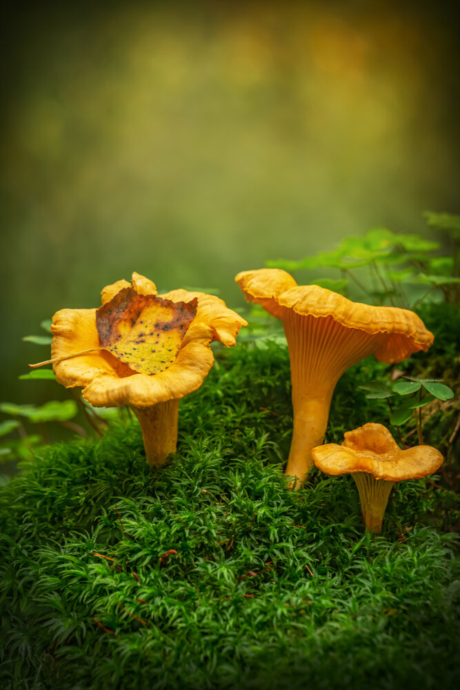 Photograph by Arina Bogachyova