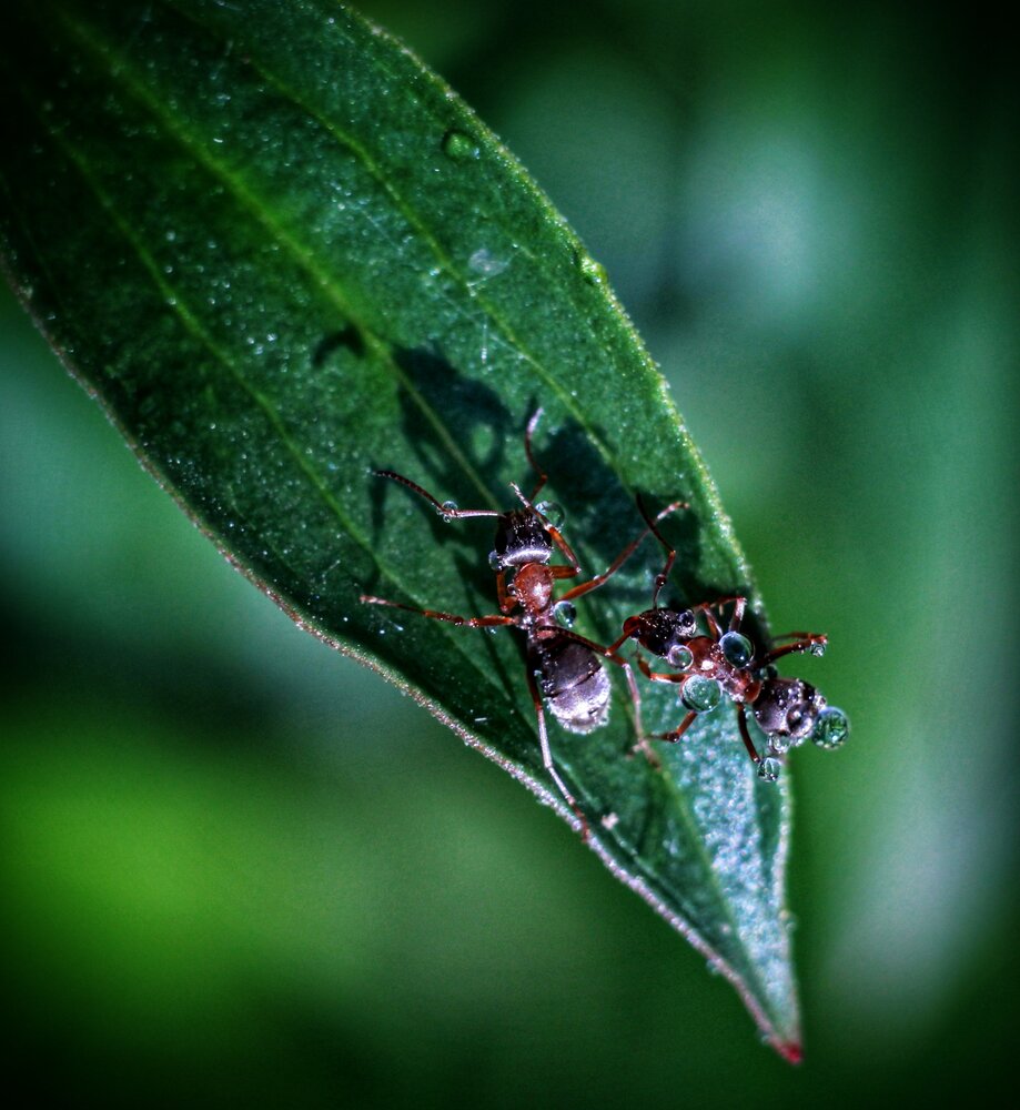Photograph by AlexaL