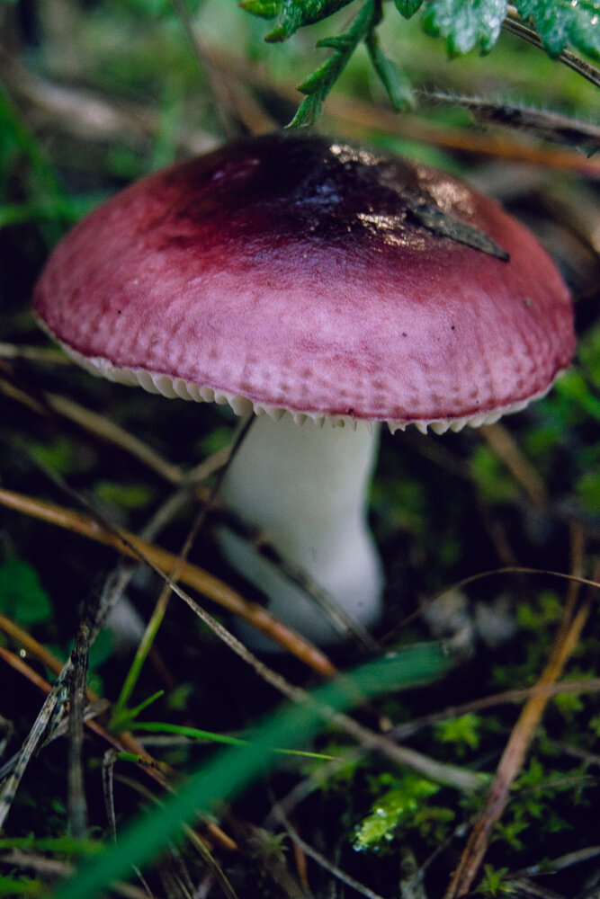 Photograph by Ольга Белопухова