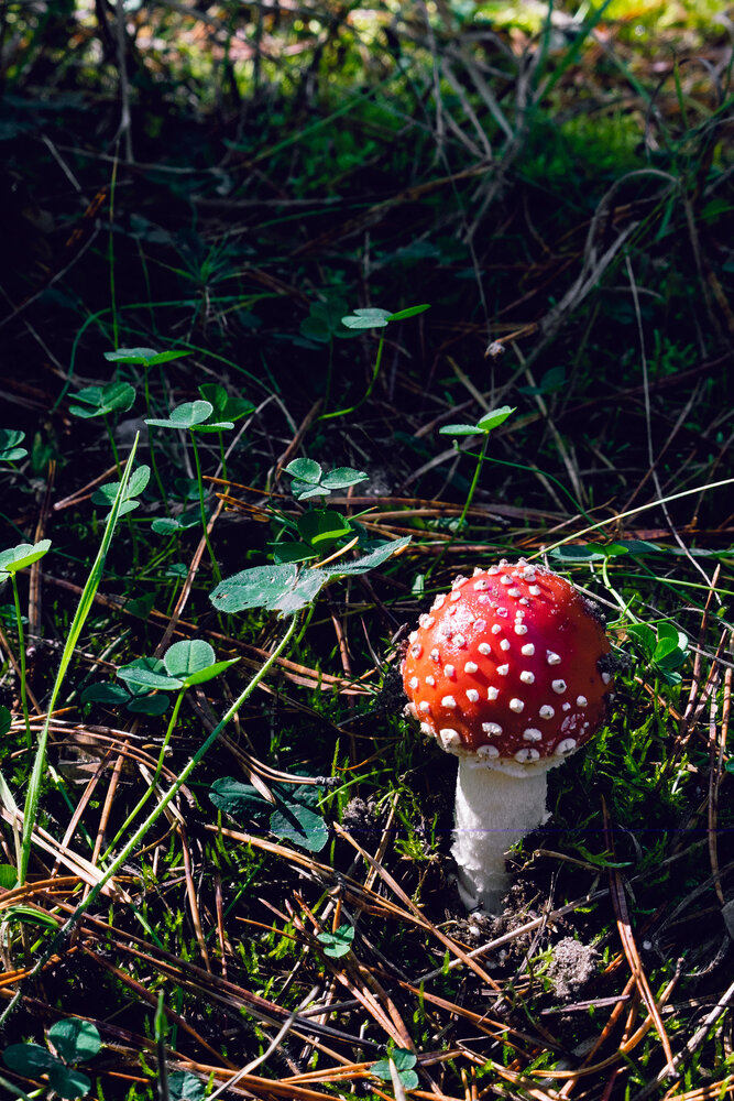 Photograph by Ольга Белопухова
