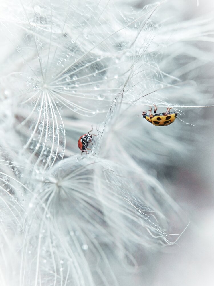 Photograph by Наталья Алексеева