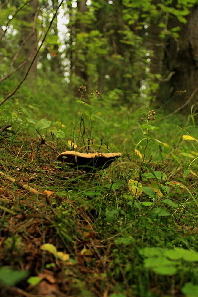 Photograph by Онищук Татьяна